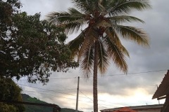 Molienda-palmera